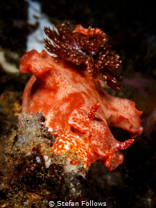 Winged Wonder ... !

Nudibranch - Ceratosoma gracillimu... by Stefan Follows 
